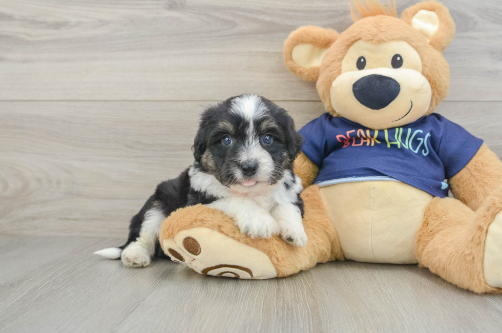 5 week old Mini Aussiedoodle Puppy For Sale - Lone Star Pups