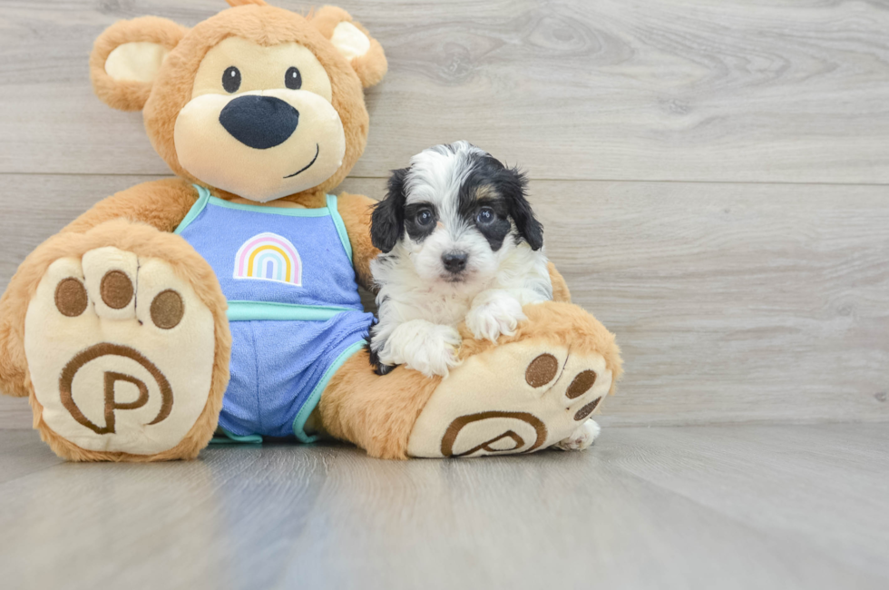 6 week old Mini Aussiedoodle Puppy For Sale - Lone Star Pups