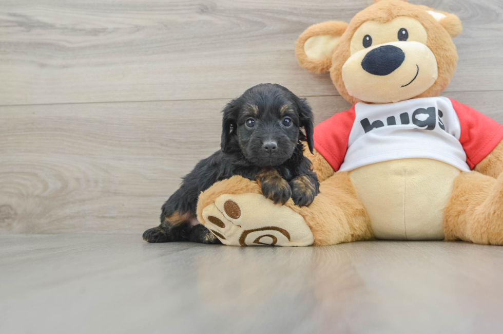 6 week old Mini Aussiedoodle Puppy For Sale - Lone Star Pups