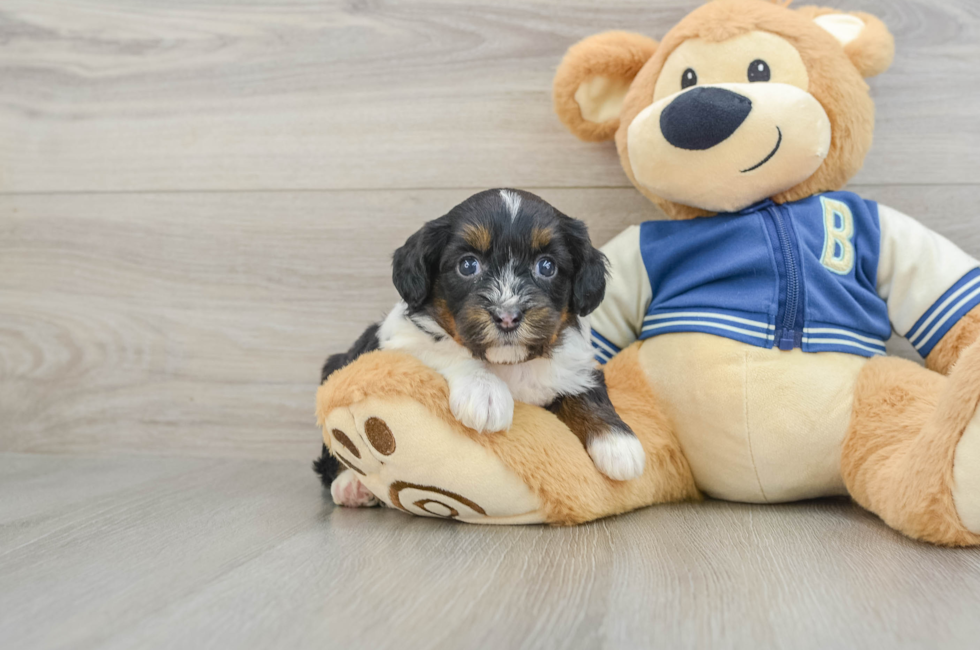 5 week old Mini Aussiedoodle Puppy For Sale - Lone Star Pups