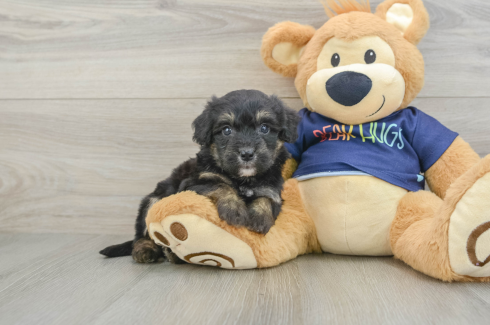 5 week old Mini Aussiedoodle Puppy For Sale - Lone Star Pups