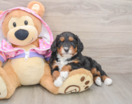 7 week old Mini Aussiedoodle Puppy For Sale - Lone Star Pups
