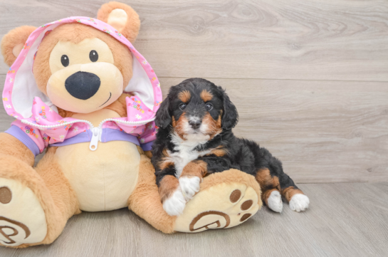 Petite Mini Aussiedoodle Poodle Mix Pup