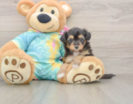 7 week old Mini Aussiedoodle Puppy For Sale - Lone Star Pups