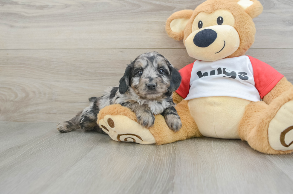 6 week old Mini Aussiedoodle Puppy For Sale - Lone Star Pups