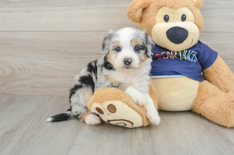 5 week old Mini Aussiedoodle Puppy For Sale - Lone Star Pups