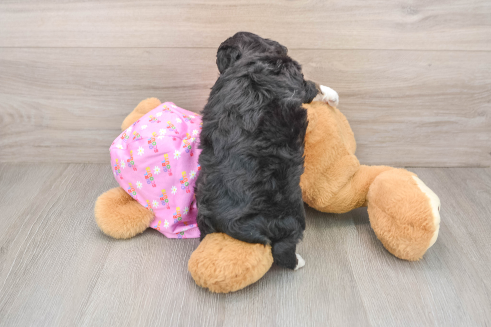 Adorable Mini Australian Shepherd X Poodle Mix Poodle Mix Puppy