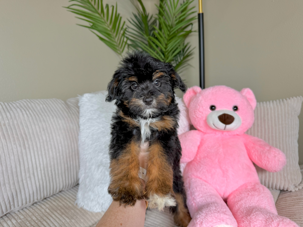 Mini Aussiedoodle Puppy for Adoption