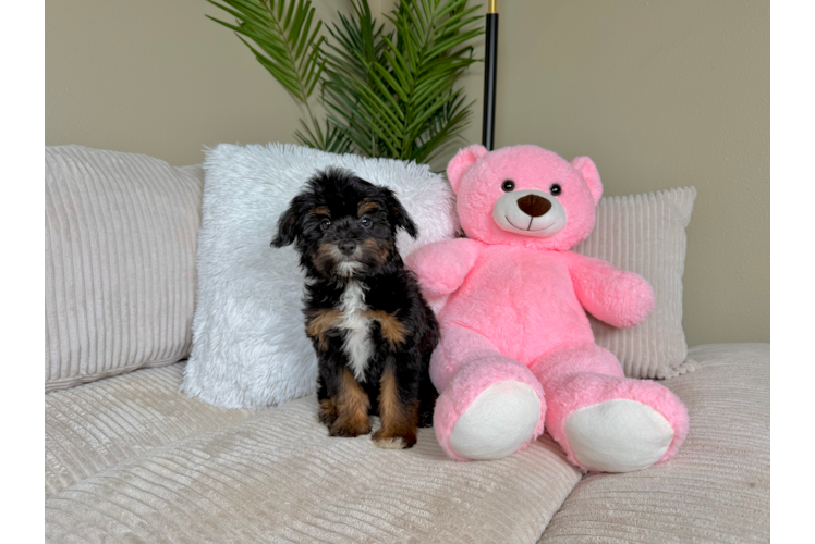 Best Mini Aussiedoodle Baby