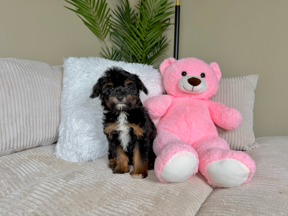 Best Mini Aussiedoodle Baby