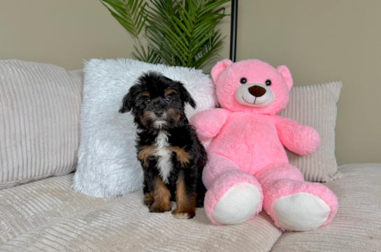 Best Mini Aussiedoodle Baby