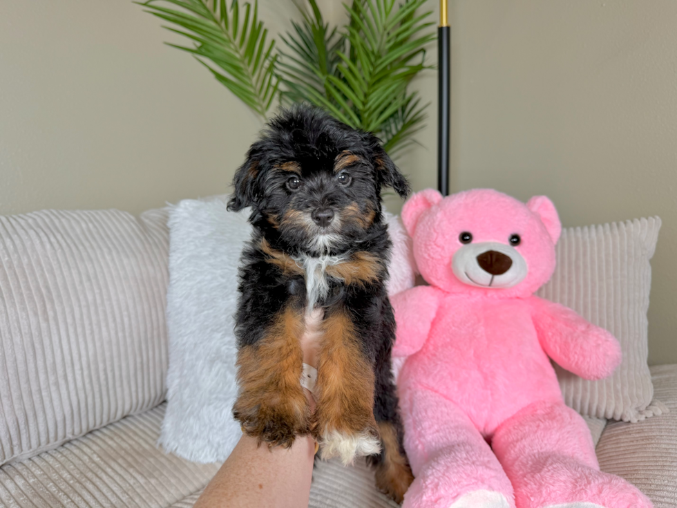 Best Mini Aussiedoodle Baby