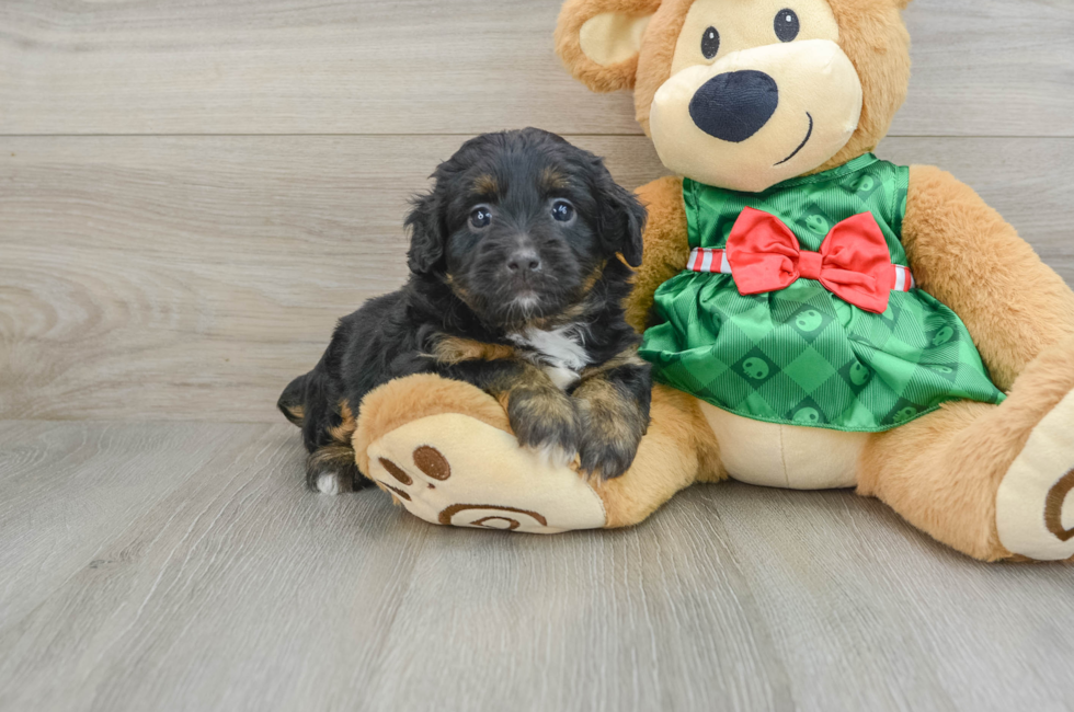 6 week old Mini Aussiedoodle Puppy For Sale - Lone Star Pups