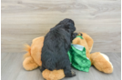 Mini Aussiedoodle Puppy for Adoption