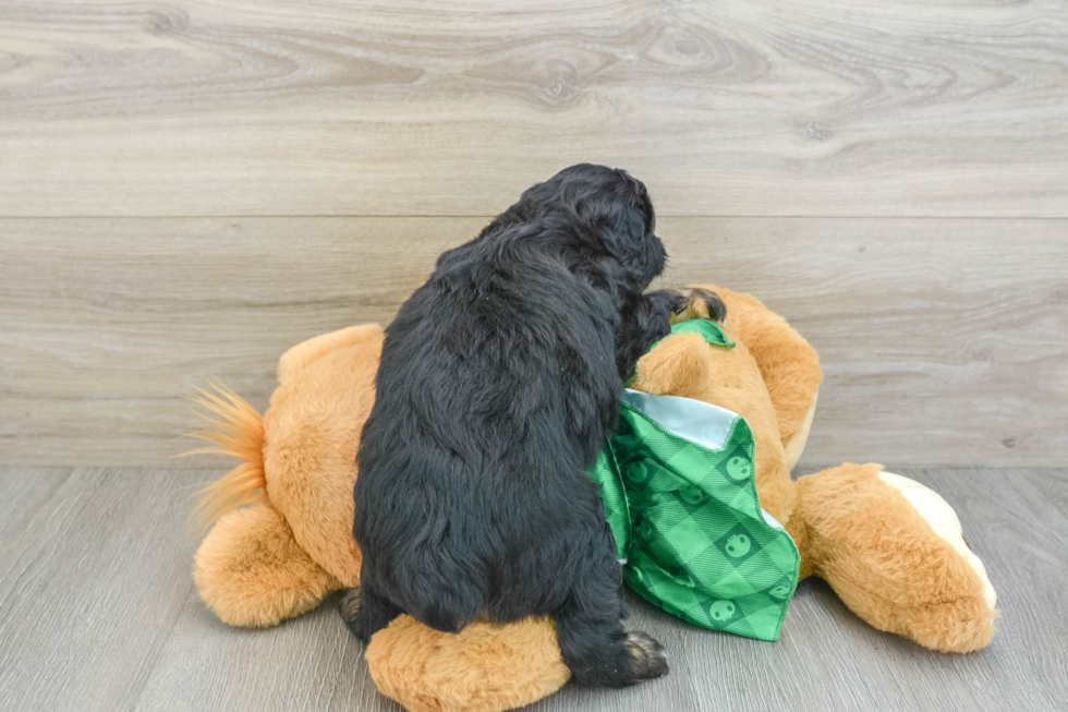 Mini Aussiedoodle Puppy for Adoption