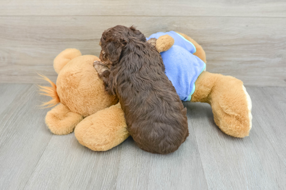 Best Mini Aussiedoodle Baby