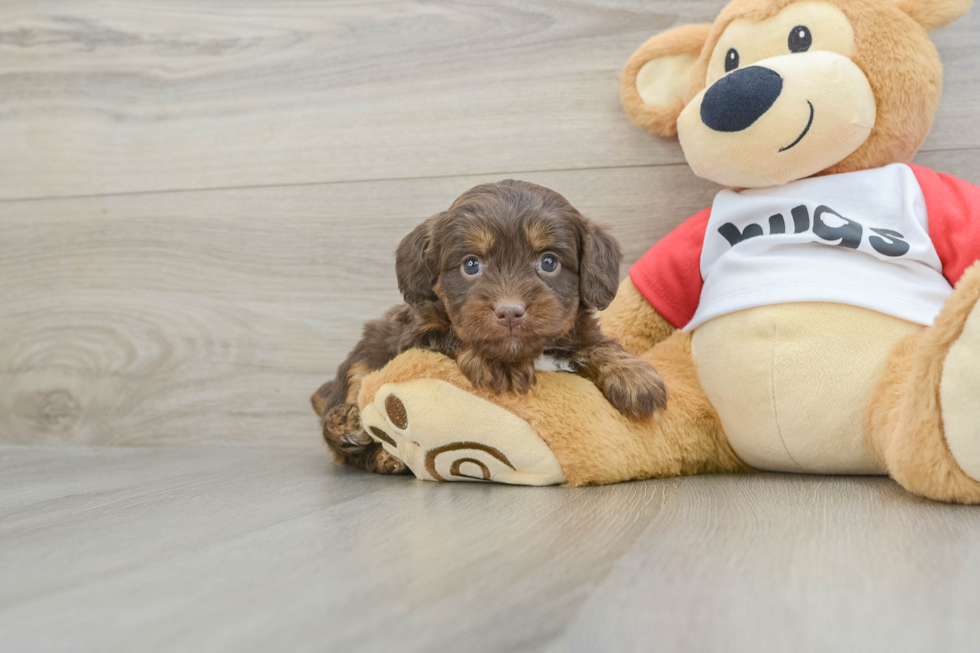 Mini Aussiedoodle Pup Being Cute