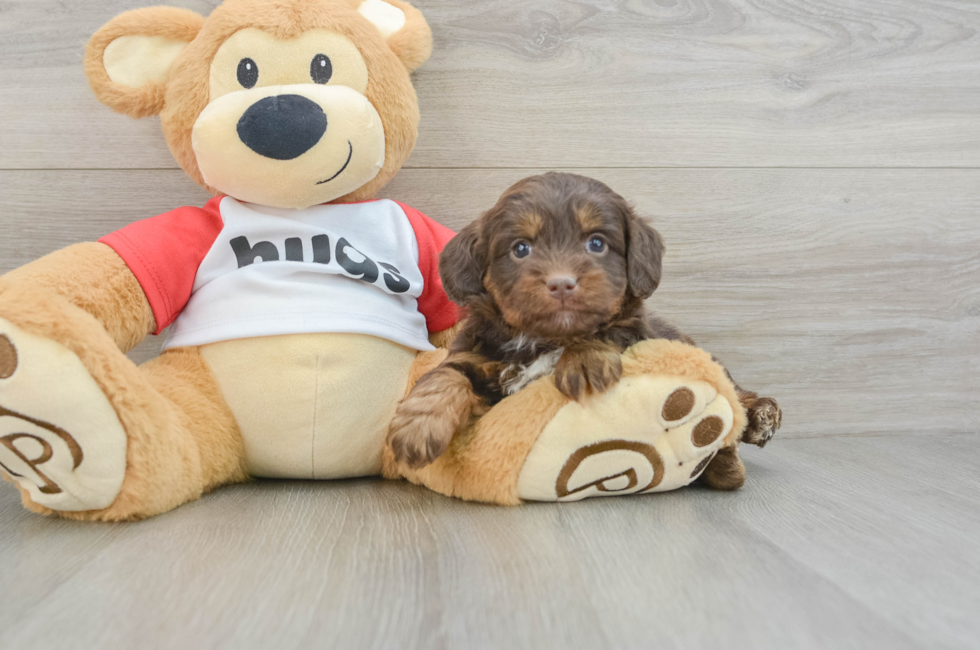 6 week old Mini Aussiedoodle Puppy For Sale - Lone Star Pups