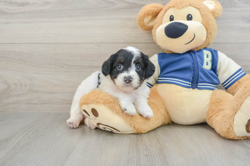 5 week old Mini Aussiedoodle Puppy For Sale - Lone Star Pups