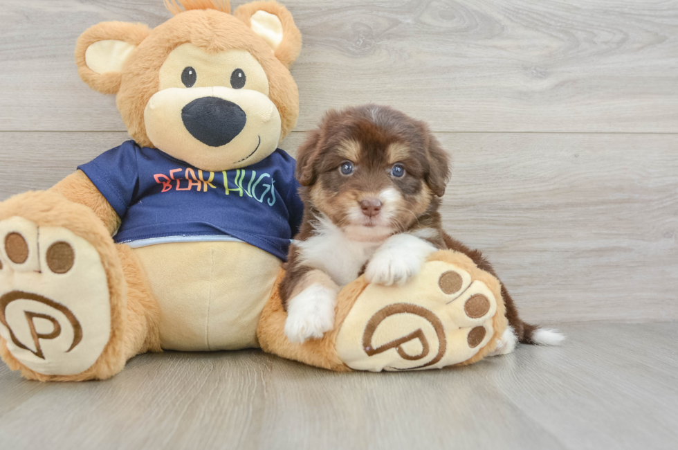 5 week old Mini Aussiedoodle Puppy For Sale - Lone Star Pups