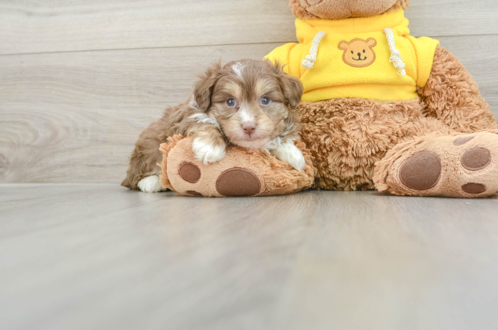 5 week old Mini Aussiedoodle Puppy For Sale - Lone Star Pups