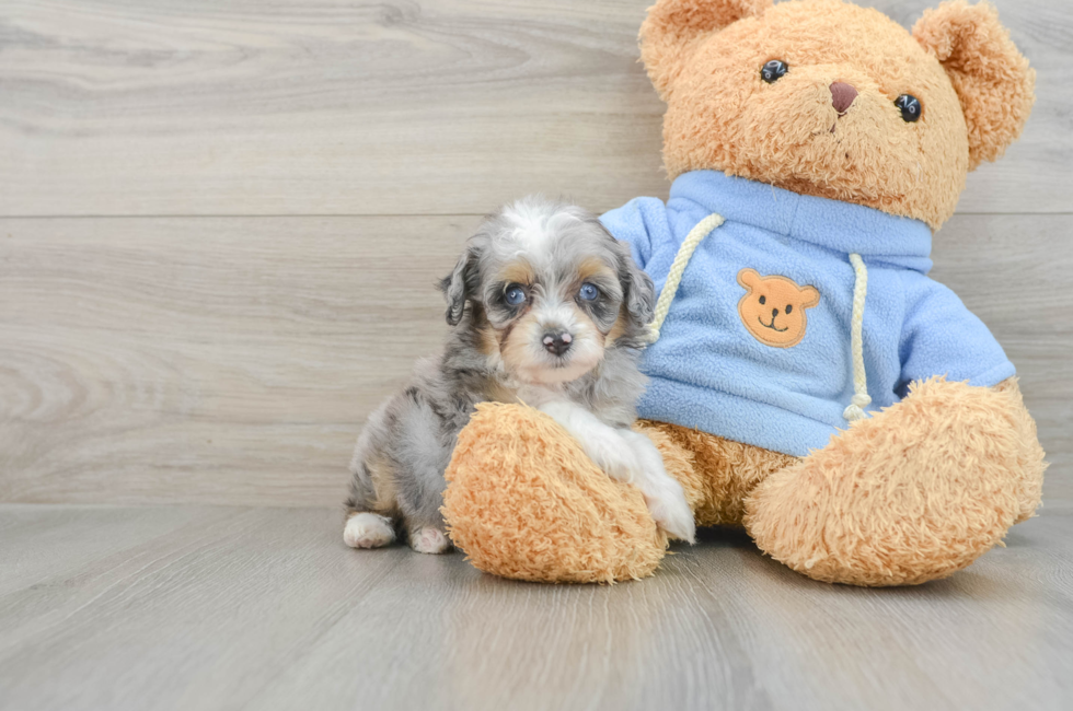 7 week old Mini Aussiedoodle Puppy For Sale - Lone Star Pups