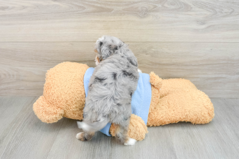 Funny Mini Aussiedoodle Poodle Mix Pup