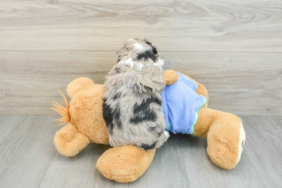 Mini Aussiedoodle Pup Being Cute