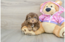 Sweet Mini Aussiedoodle Baby