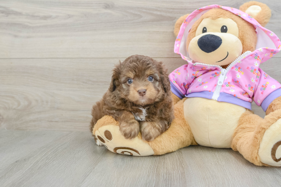 Sweet Mini Aussiedoodle Baby