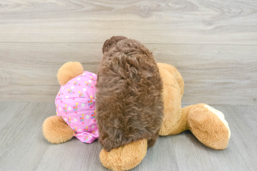 Smart Mini Aussiedoodle Poodle Mix Pup