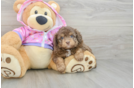 Mini Aussiedoodle Pup Being Cute