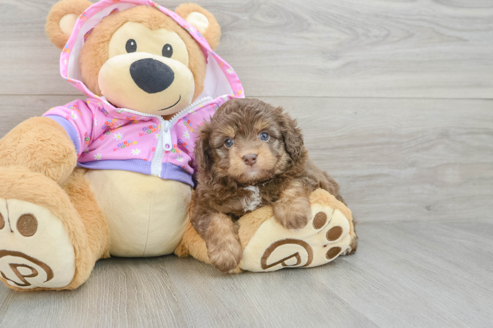 Mini Aussiedoodle Pup Being Cute