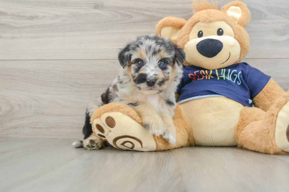 5 week old Mini Aussiedoodle Puppy For Sale - Lone Star Pups