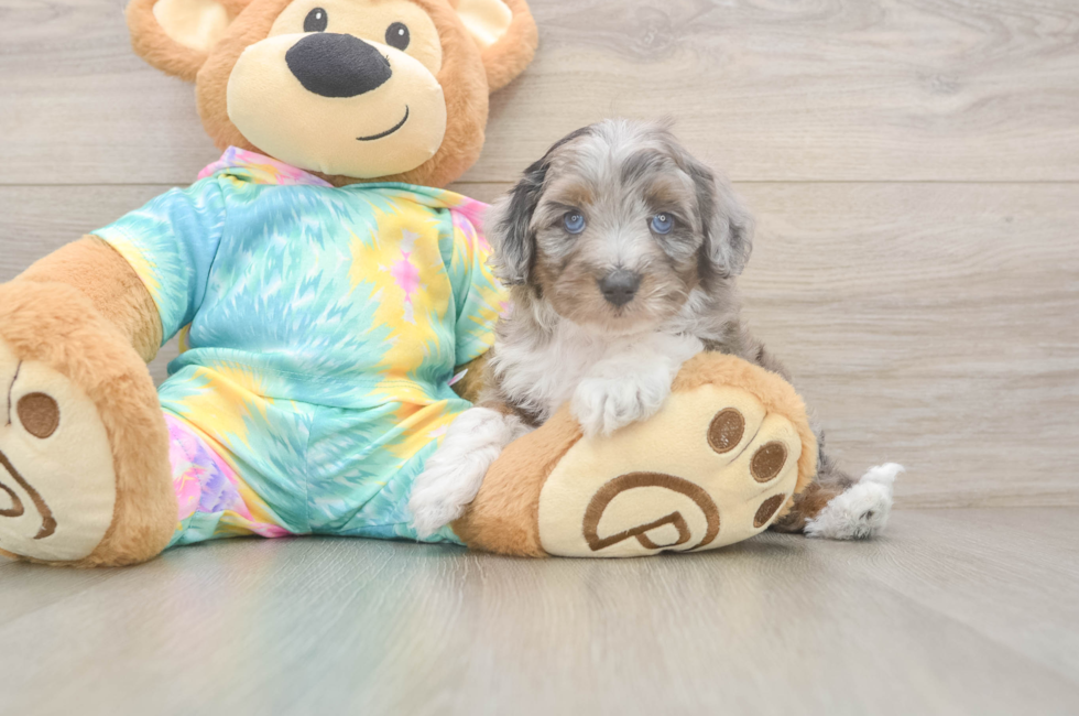 6 week old Mini Aussiedoodle Puppy For Sale - Lone Star Pups
