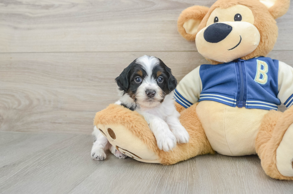 5 week old Mini Aussiedoodle Puppy For Sale - Lone Star Pups