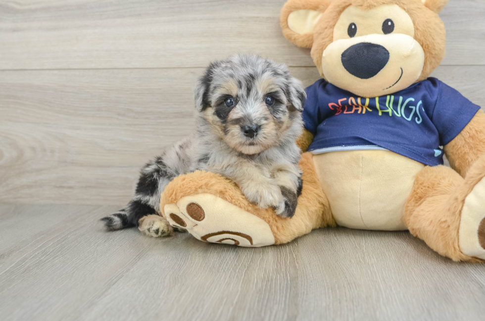 5 week old Mini Aussiedoodle Puppy For Sale - Lone Star Pups