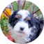 Mini Bernedoodle Puppy For Sale - Lone Star Pups