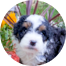 Mini Bernedoodle Puppies For Sale - Lone Star Pups