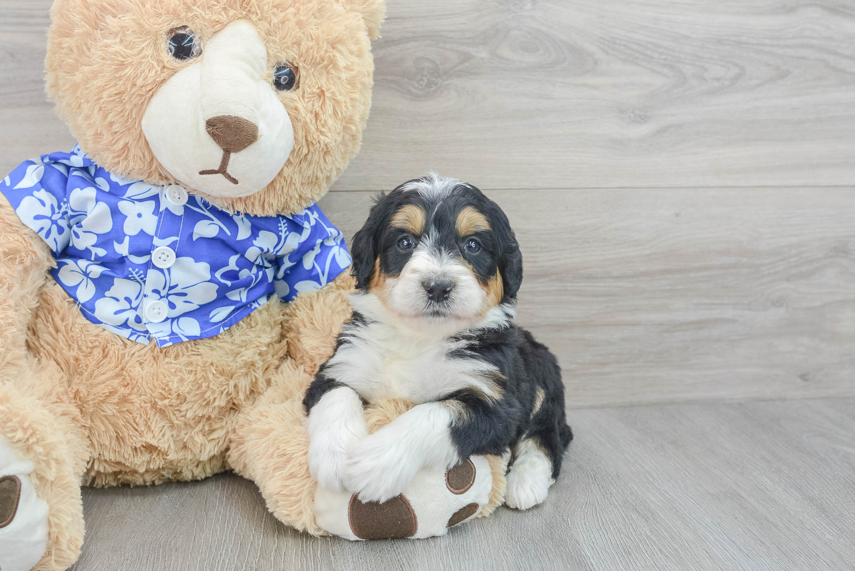 Mini Bernedoodle Pup Being Cute