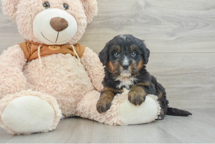 Best Mini Bernedoodle Baby