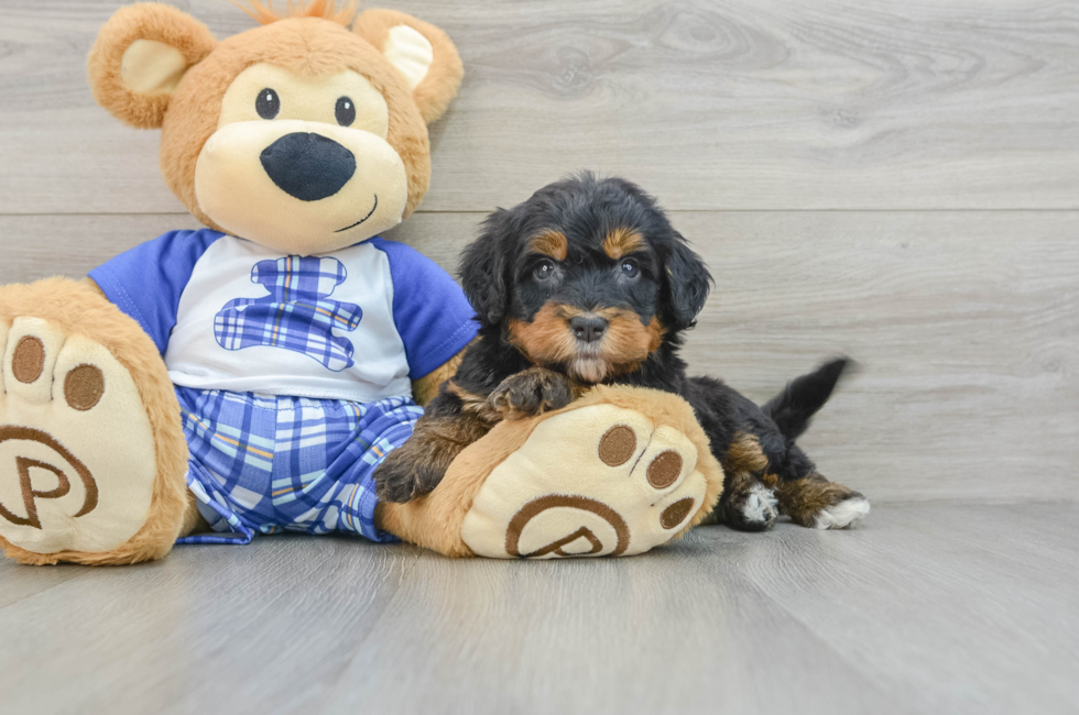 6 week old Mini Bernedoodle Puppy For Sale - Lone Star Pups