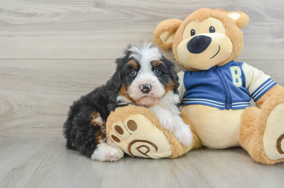 5 week old Mini Bernedoodle Puppy For Sale - Lone Star Pups