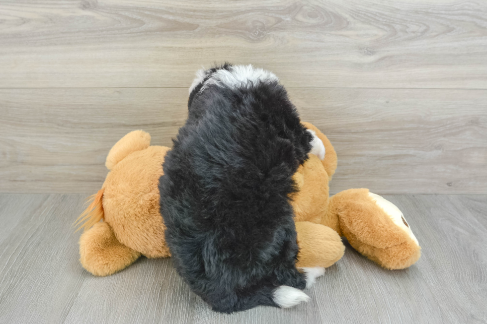 Mini Bernedoodle Puppy for Adoption