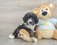 8 week old Mini Bernedoodle Puppy For Sale - Lone Star Pups