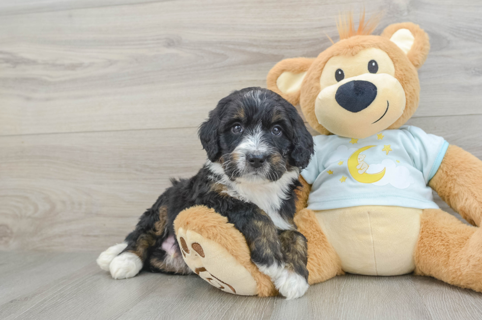 8 week old Mini Bernedoodle Puppy For Sale - Lone Star Pups