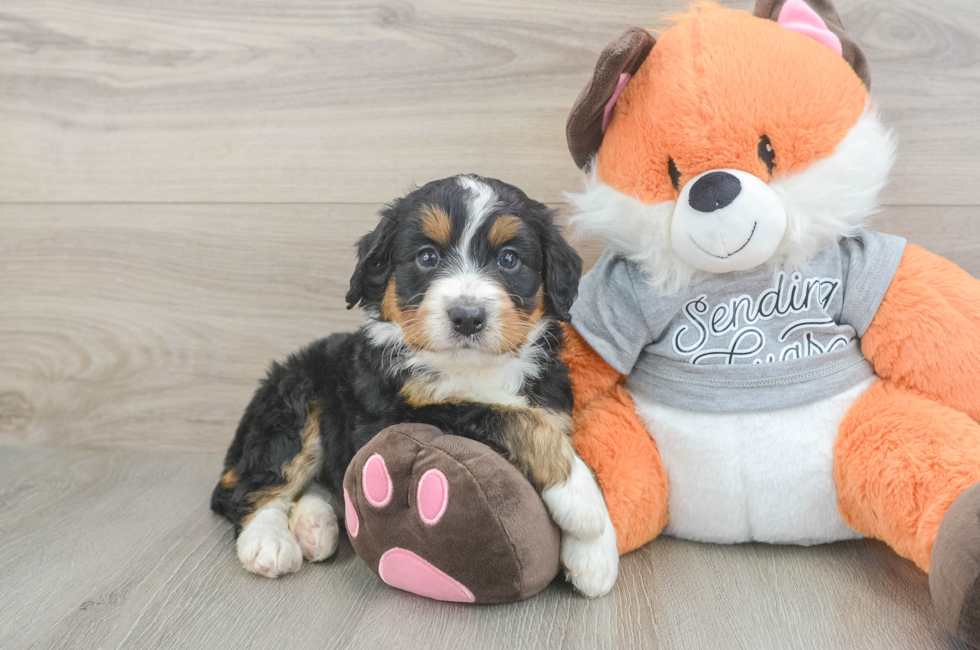 5 week old Mini Bernedoodle Puppy For Sale - Lone Star Pups