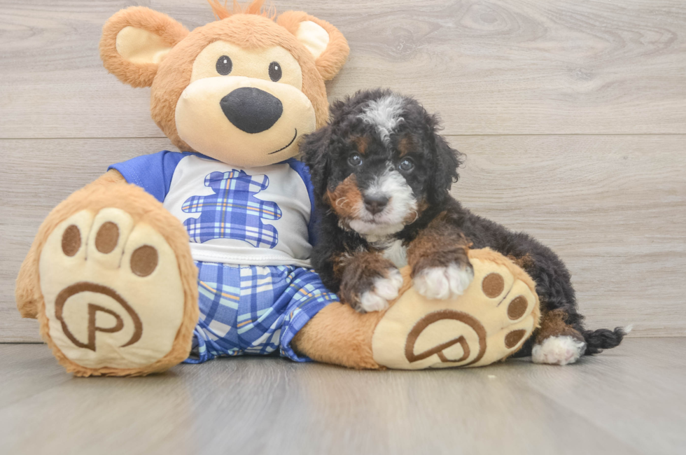 6 week old Mini Bernedoodle Puppy For Sale - Lone Star Pups