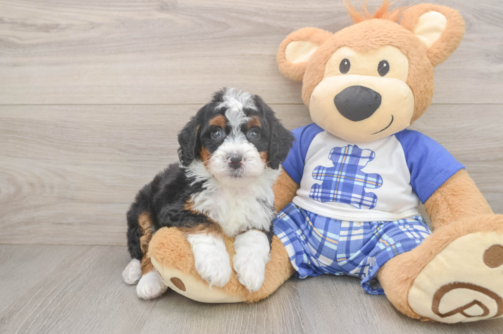 5 week old Mini Bernedoodle Puppy For Sale - Lone Star Pups