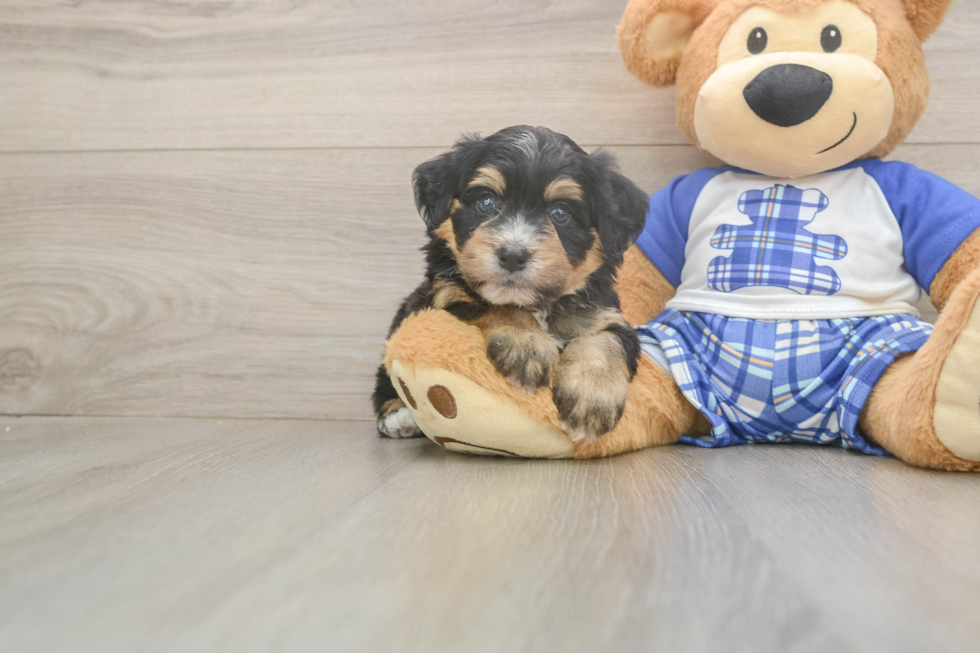 Best Mini Bernedoodle Baby